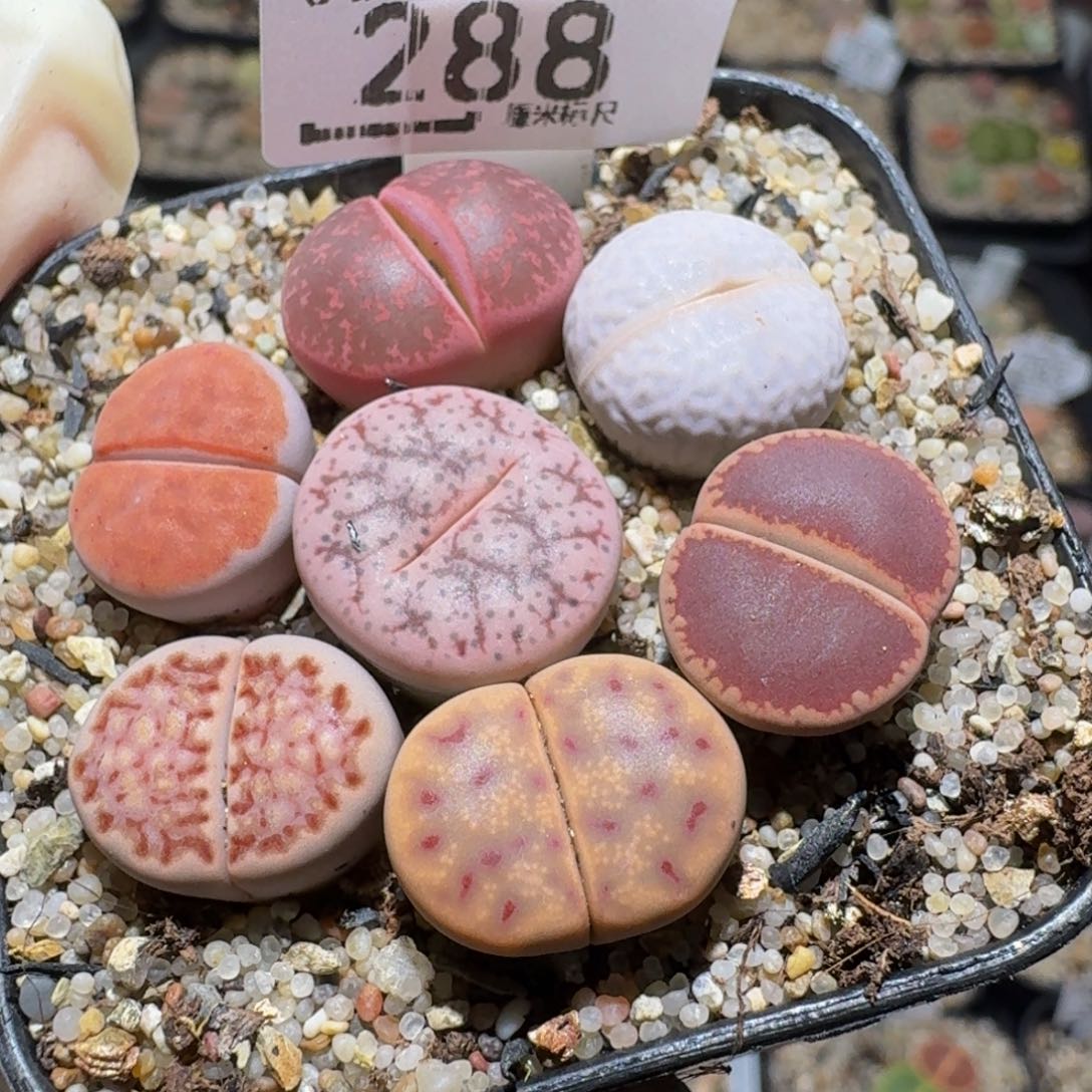 Zzzzz精品生石花288