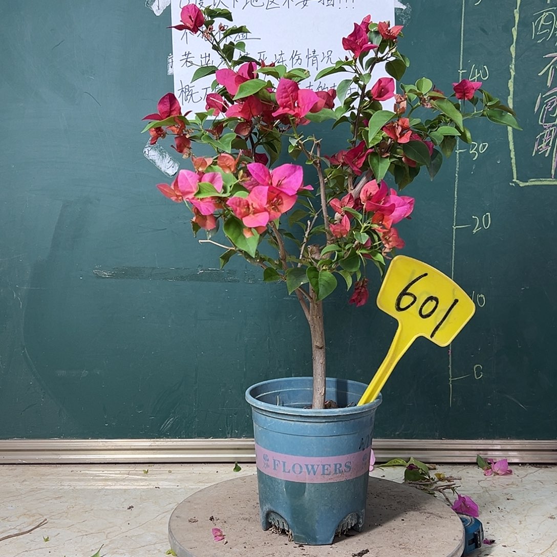 完全开放  红花盲盒  601