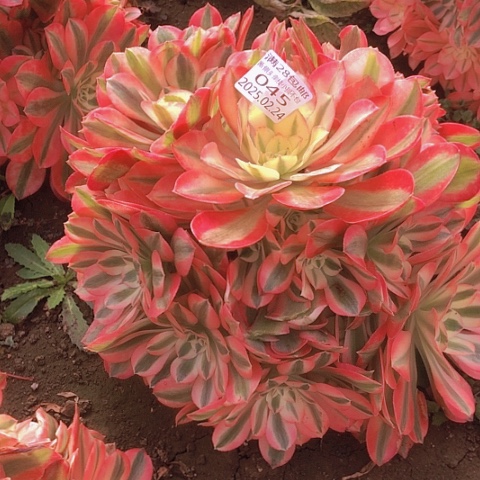 2.24-45女巫多肉植物