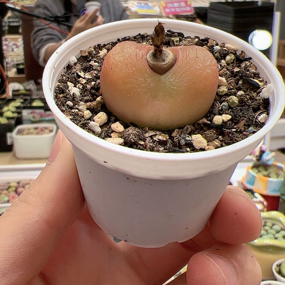 【闪购商品】111 带盆 多肉