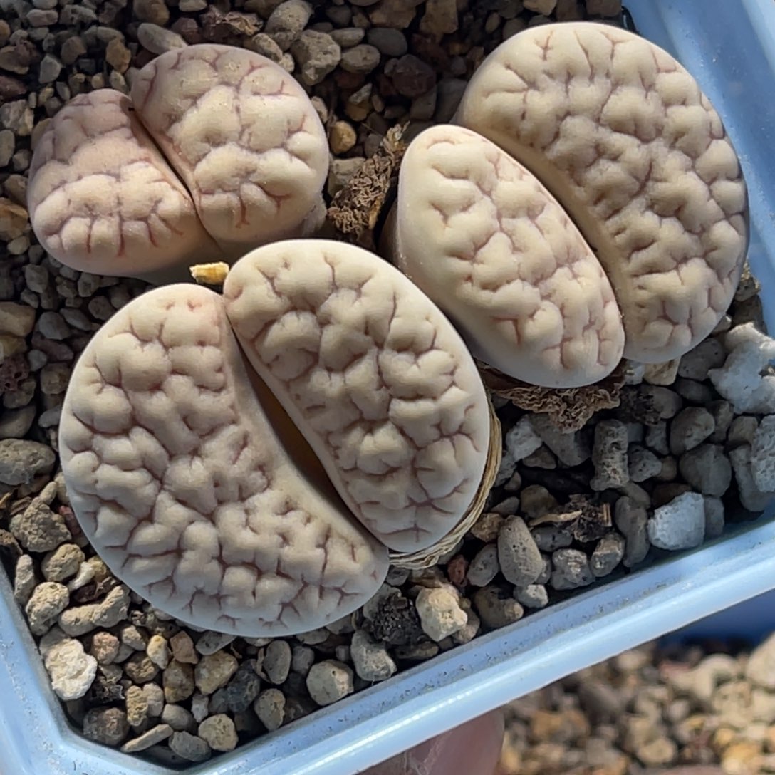 4792三头荒1白底群生