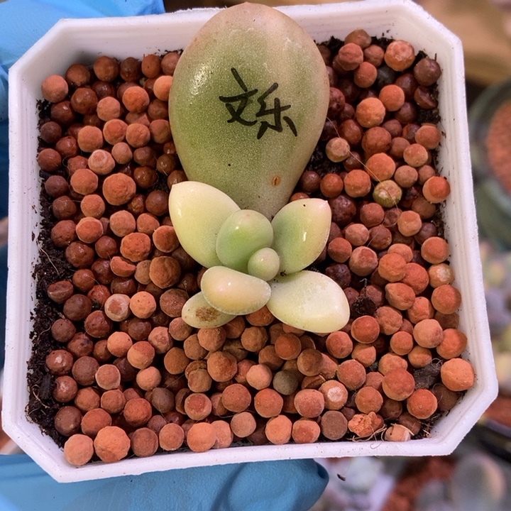 文乐奶酪锦多肉植物