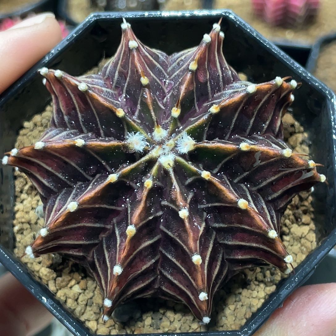 实生根系，黑肋骨