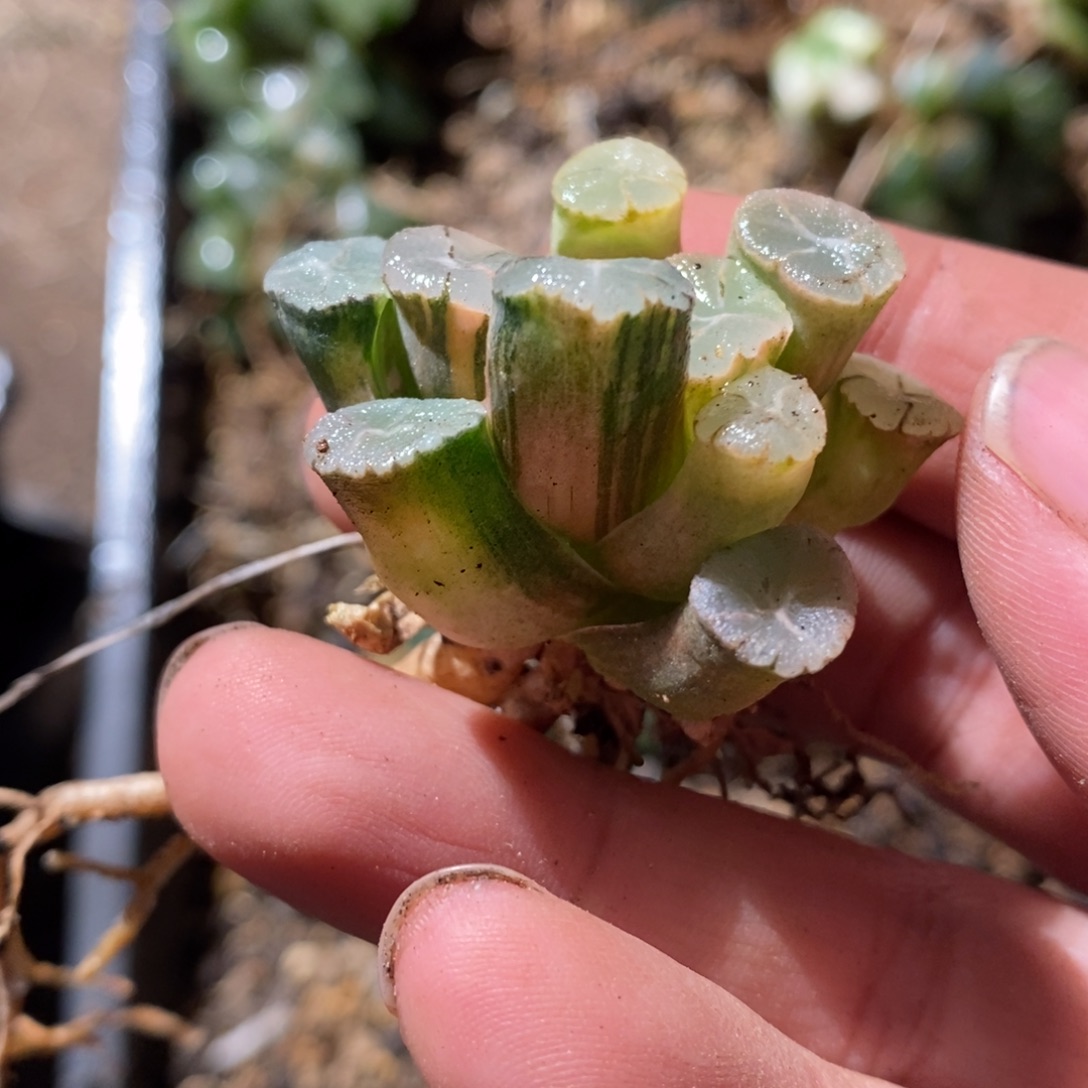 3049 一颗万象锦 点赞福利