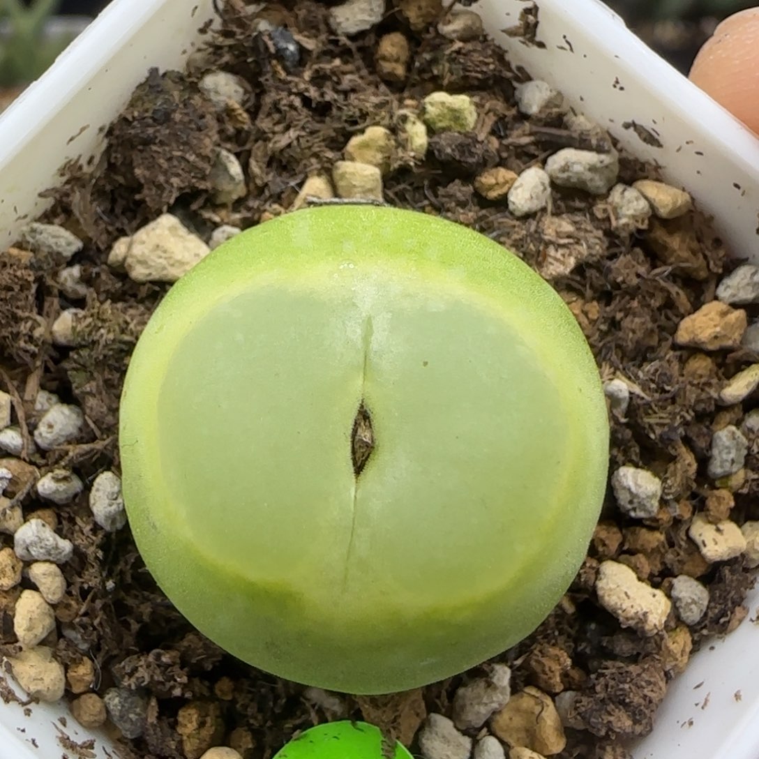 拉登2.4+多肉植物813