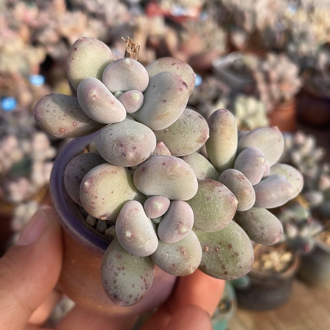 发盆发货 4口盆 大奶尖