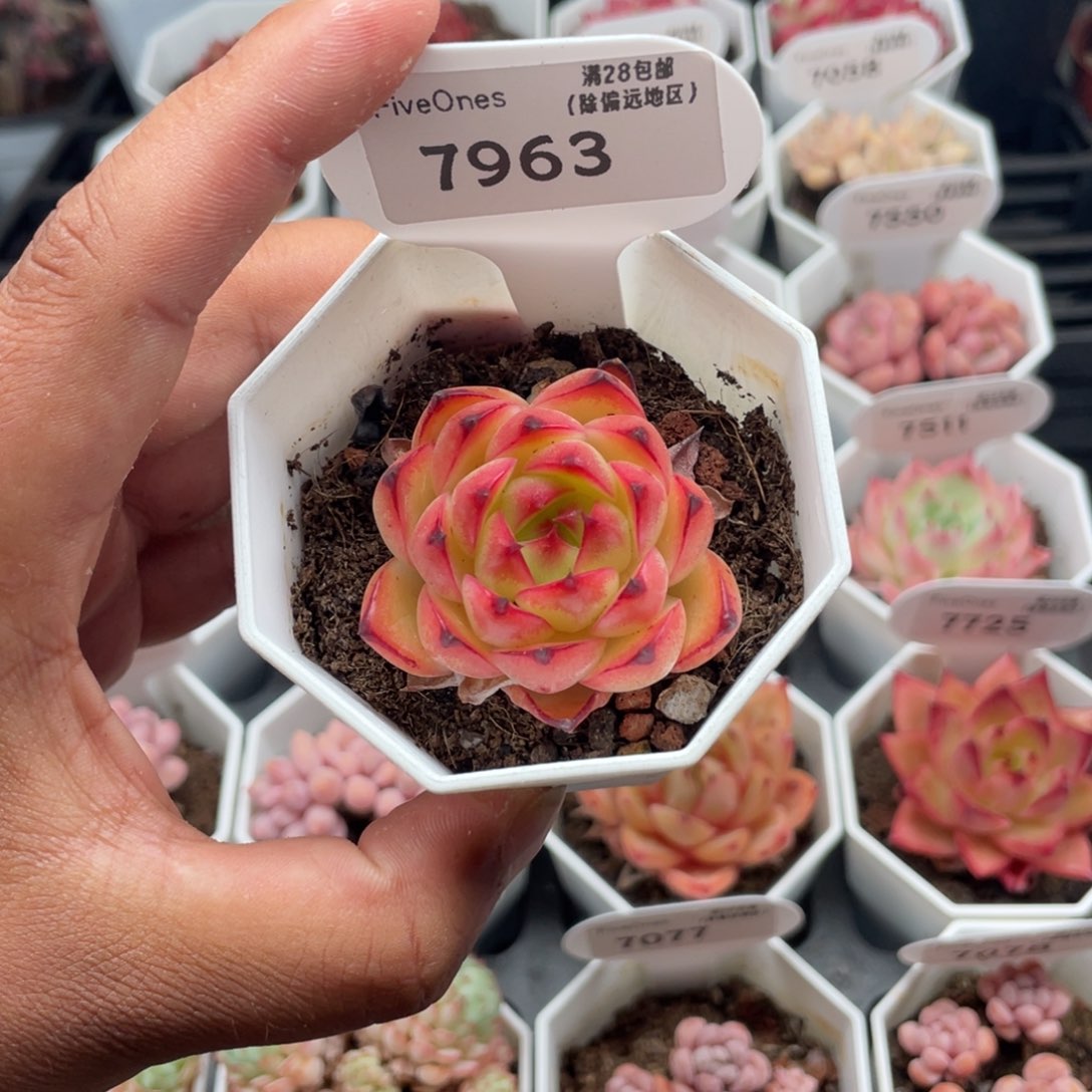 7963月亮石4.0厘米