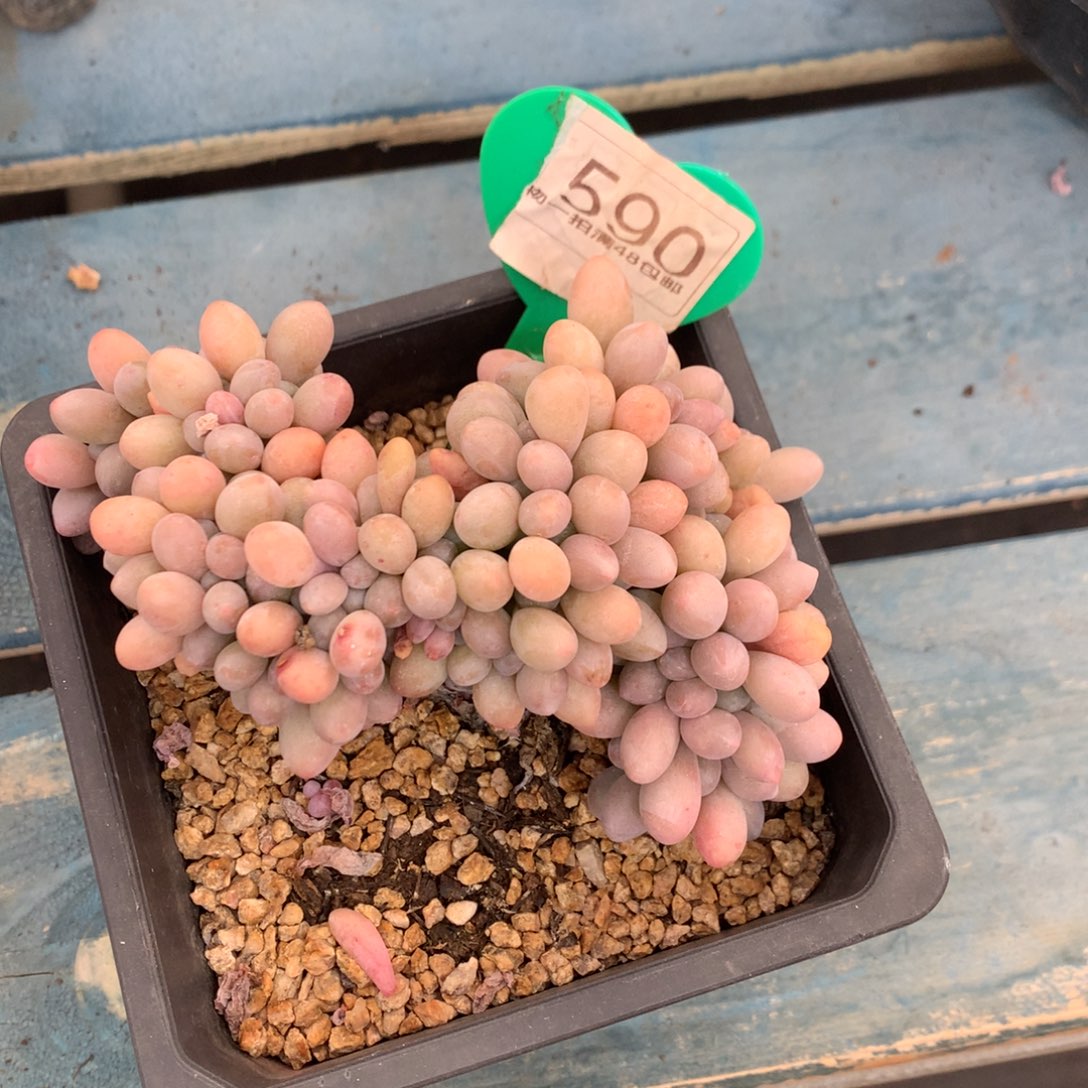 汤圆缀化开播福利