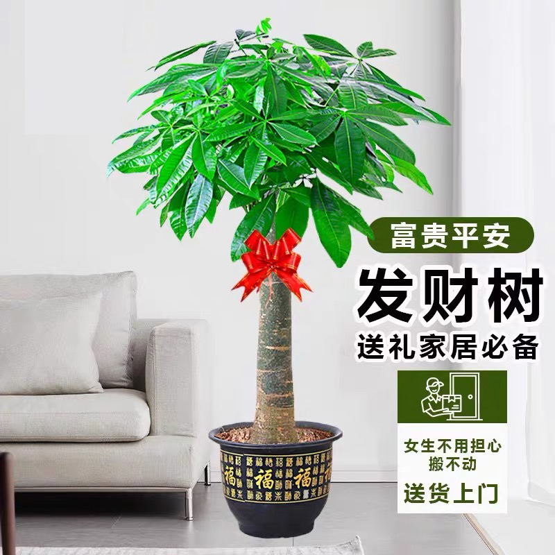 【京东快递 送货上门】1.3-1.5米发财树客厅绿植盆栽大棵型植物