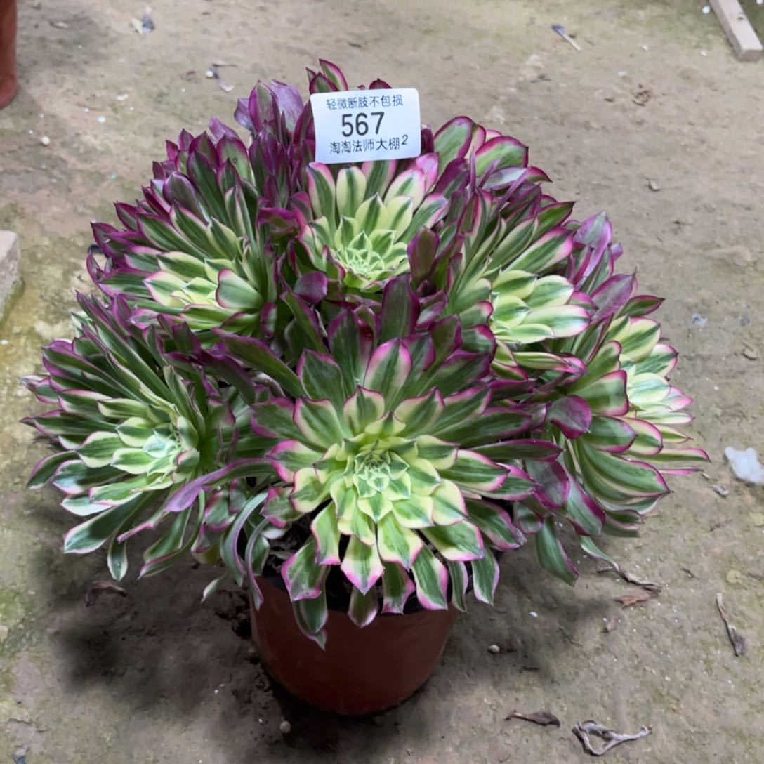 567天合多肉植物法师