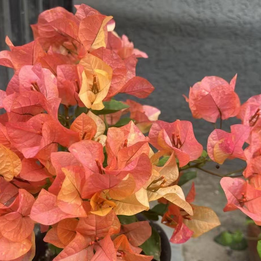 （阿达娜）四季勤花三角梅带花苞发货室内外好养活盆栽花卉