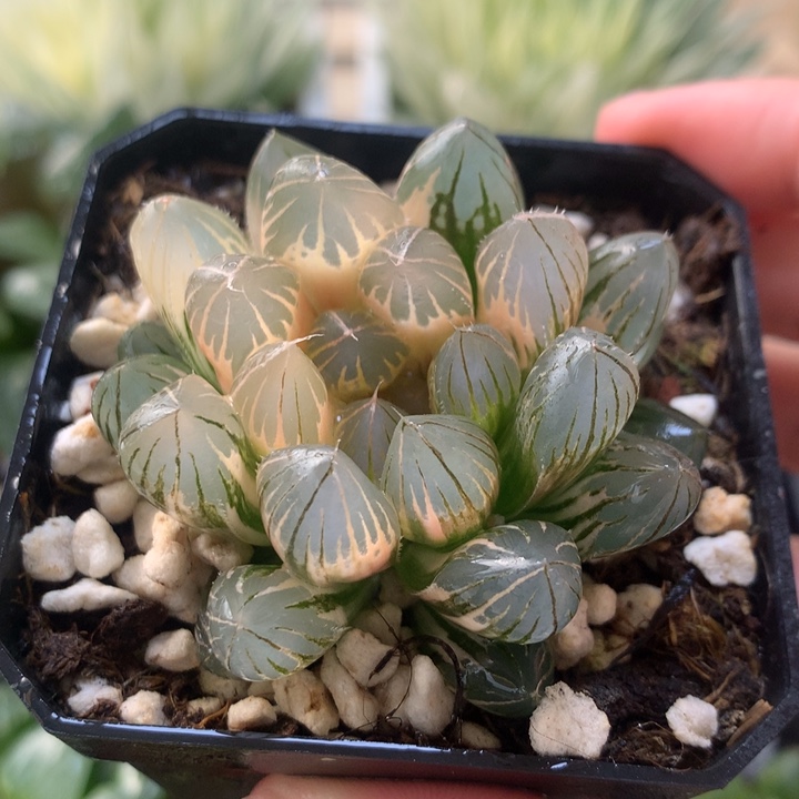 霓虹灯玉露锦一物一拍