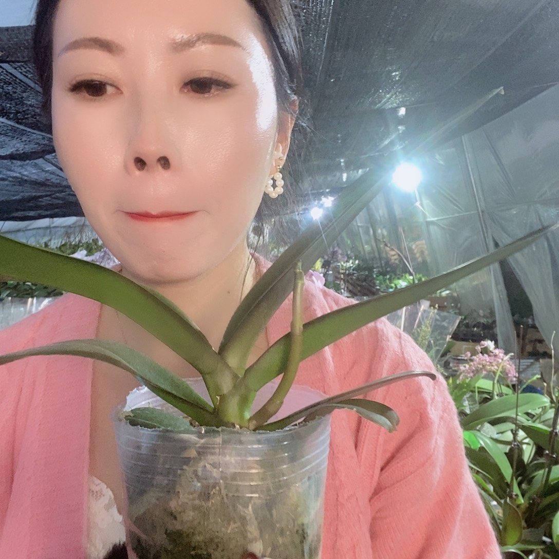 无花朵金龙蝴蝶兰