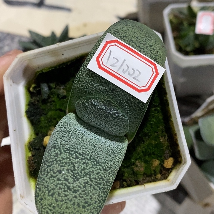 用***3完美主义硬叶121002