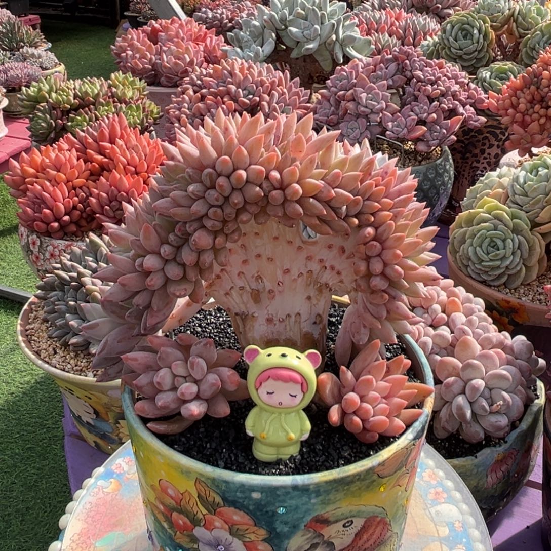 所罗门树一物一拍