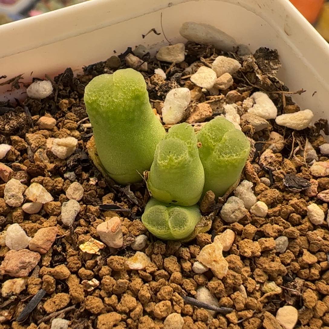 066多肉植物百科