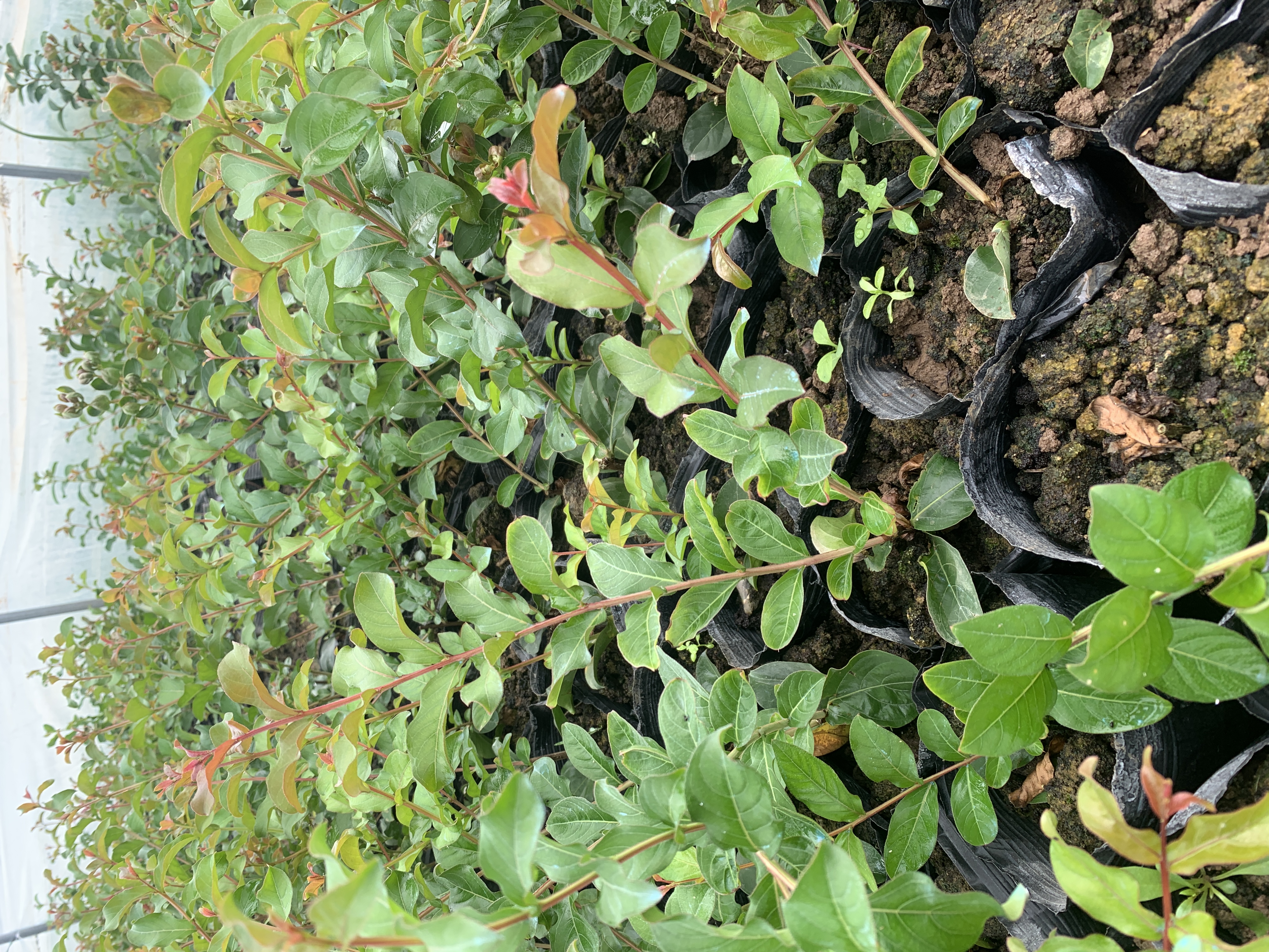 蒙山小叶紫薇苗附石专用开花紫薇