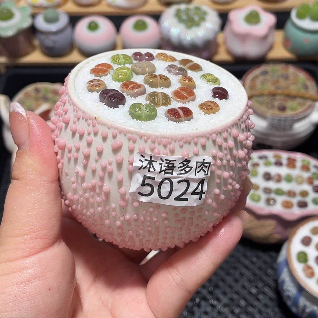 带盆土植物 一物一拍5024