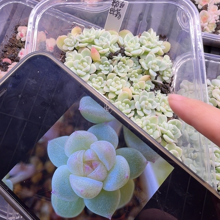 粉白财富密码随机单头一颗2cm