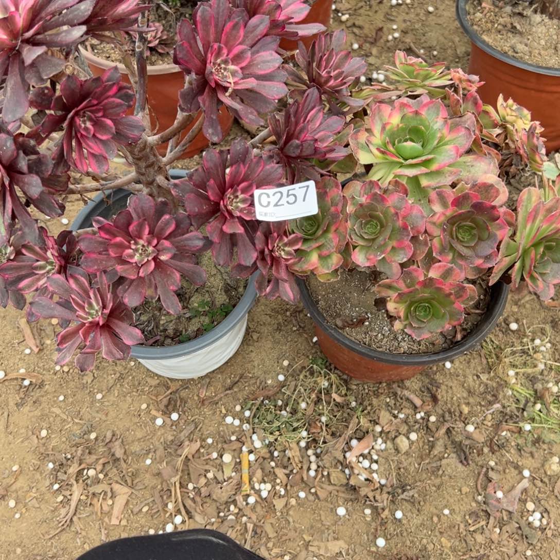 l***澜257两颗组合多肉植物法师多肉