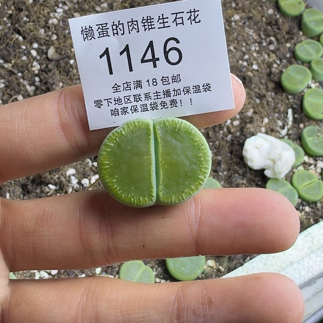 造***灭1146 哈哈哈哈哈哈哈哈哈