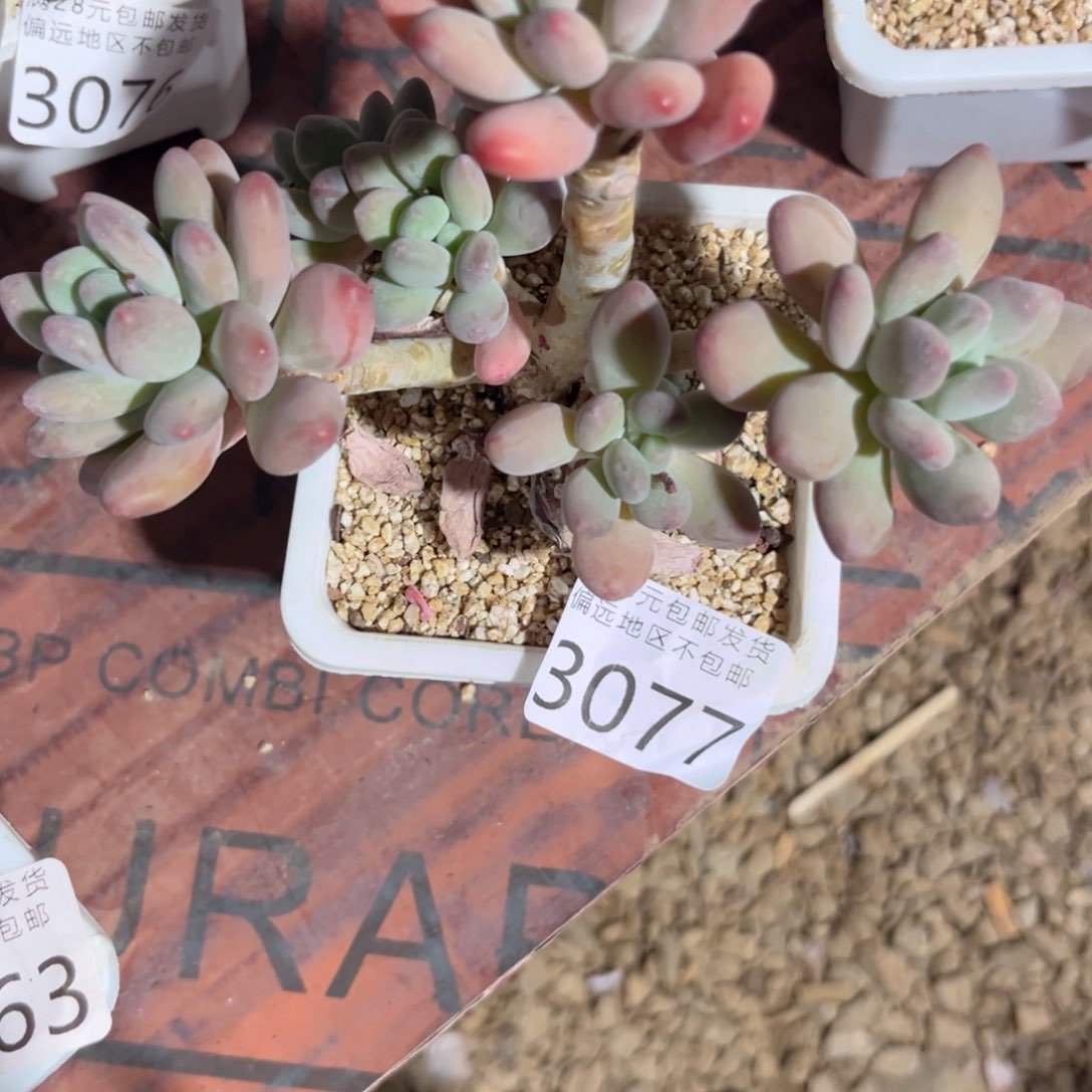 大3077、n f b b n n m