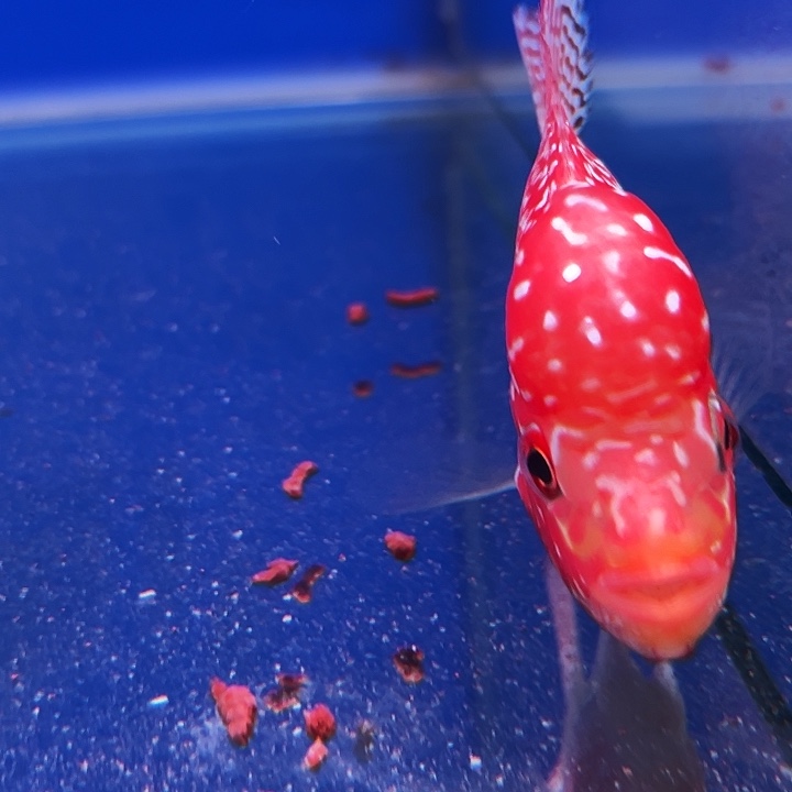 罗汉鱼金花火凤罗汉鱼