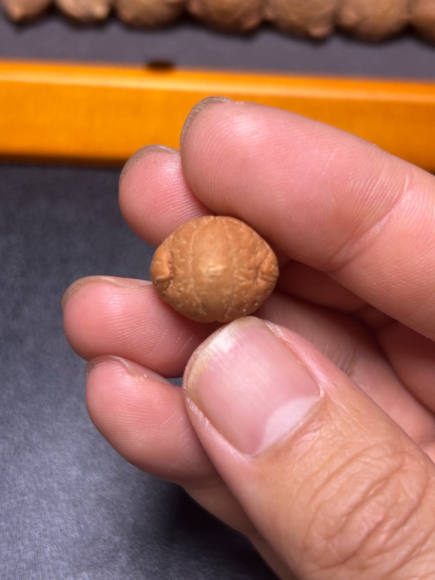 小天使 国产凤眼菩提 一物一图