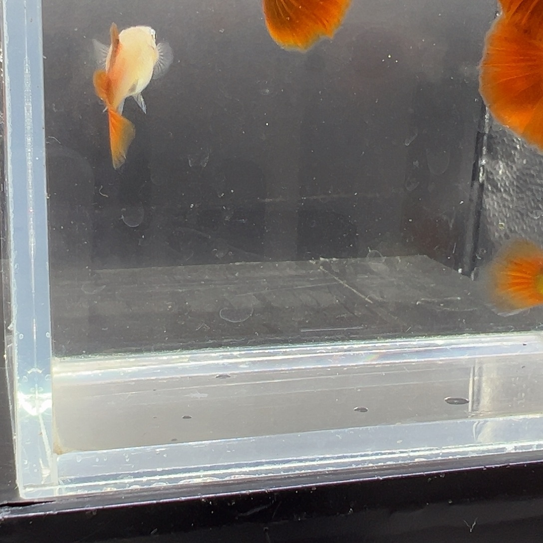 孔雀鱼野红3对包邮