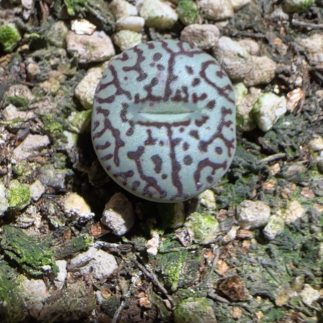 肉锥多肉植物组合-墨647