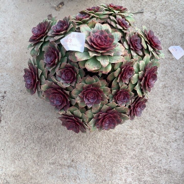 303万圣节红拉丝多肉植物