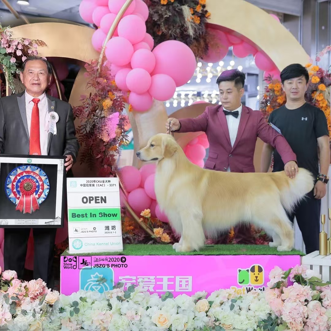 (豪横赛级金毛)金毛 宠物狗狗