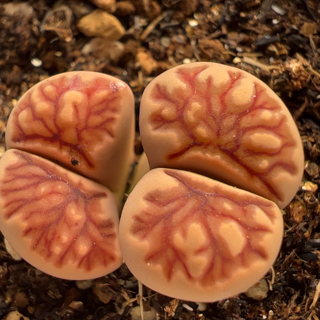 多肉植物百科7469