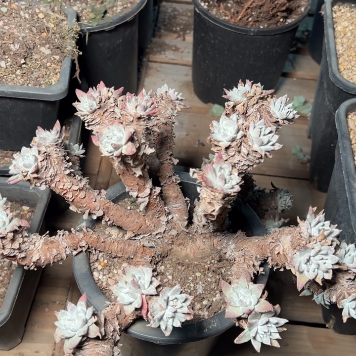 1632哈哈哈哈哈哈哈哈