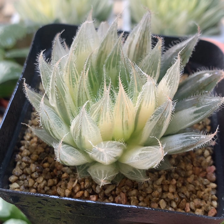 原始种锦一物一拍1号