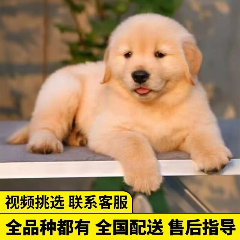 纯种金毛幼犬活体赛级金毛犬导盲犬拉布拉多家养大型犬金毛宠物狗