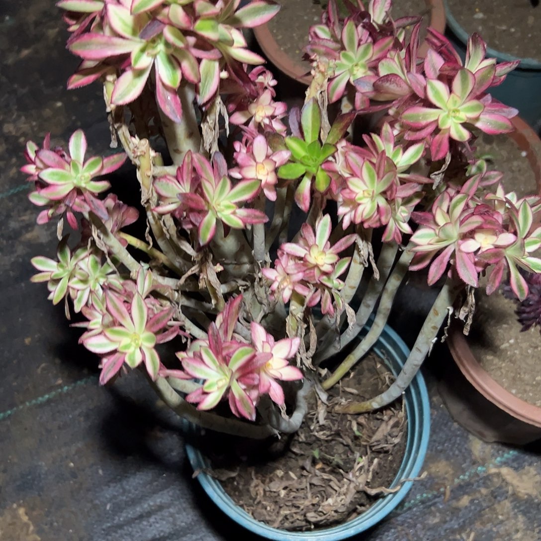 蛋***宝多320肉植物香奈儿母本