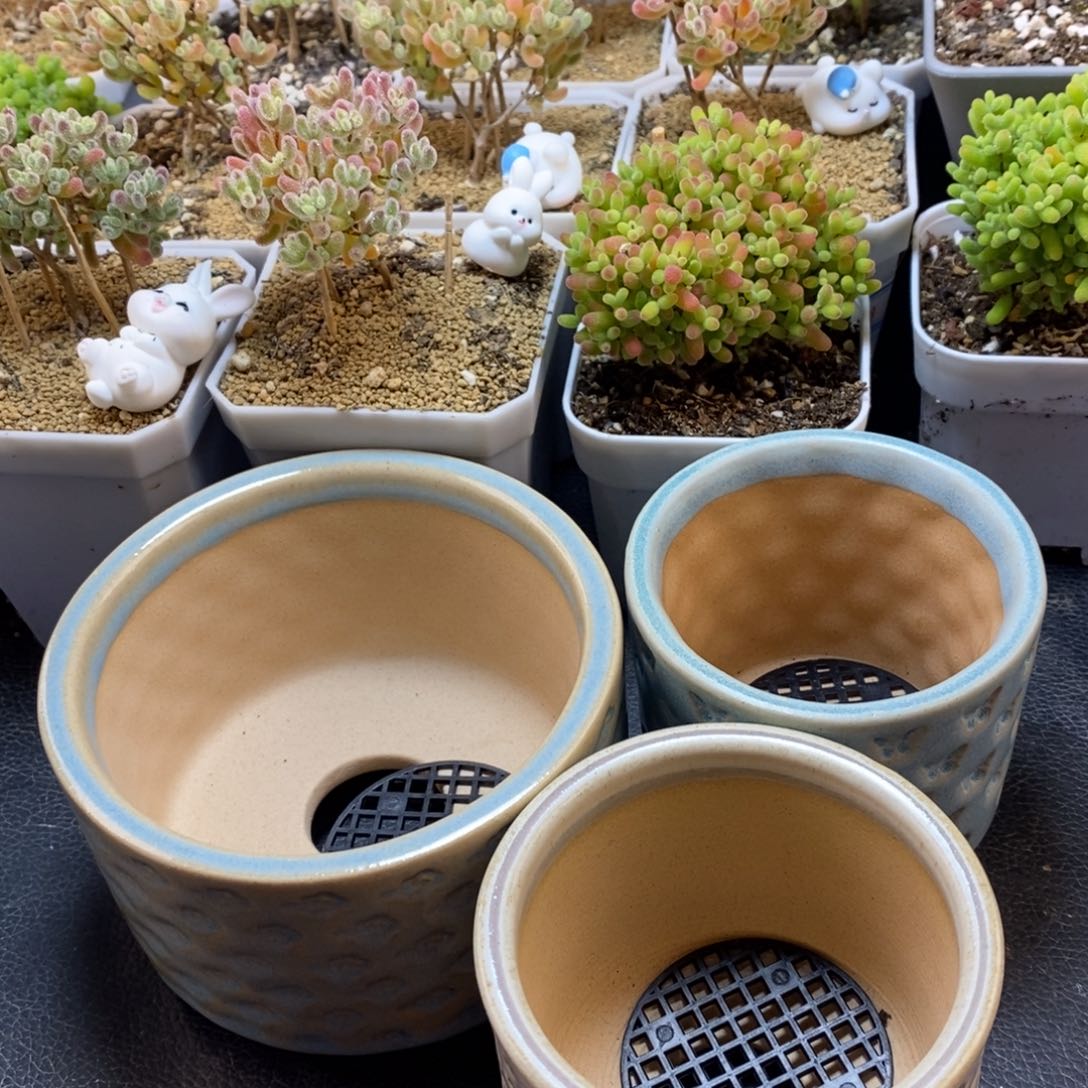 养***手七里烧盆盆多肉