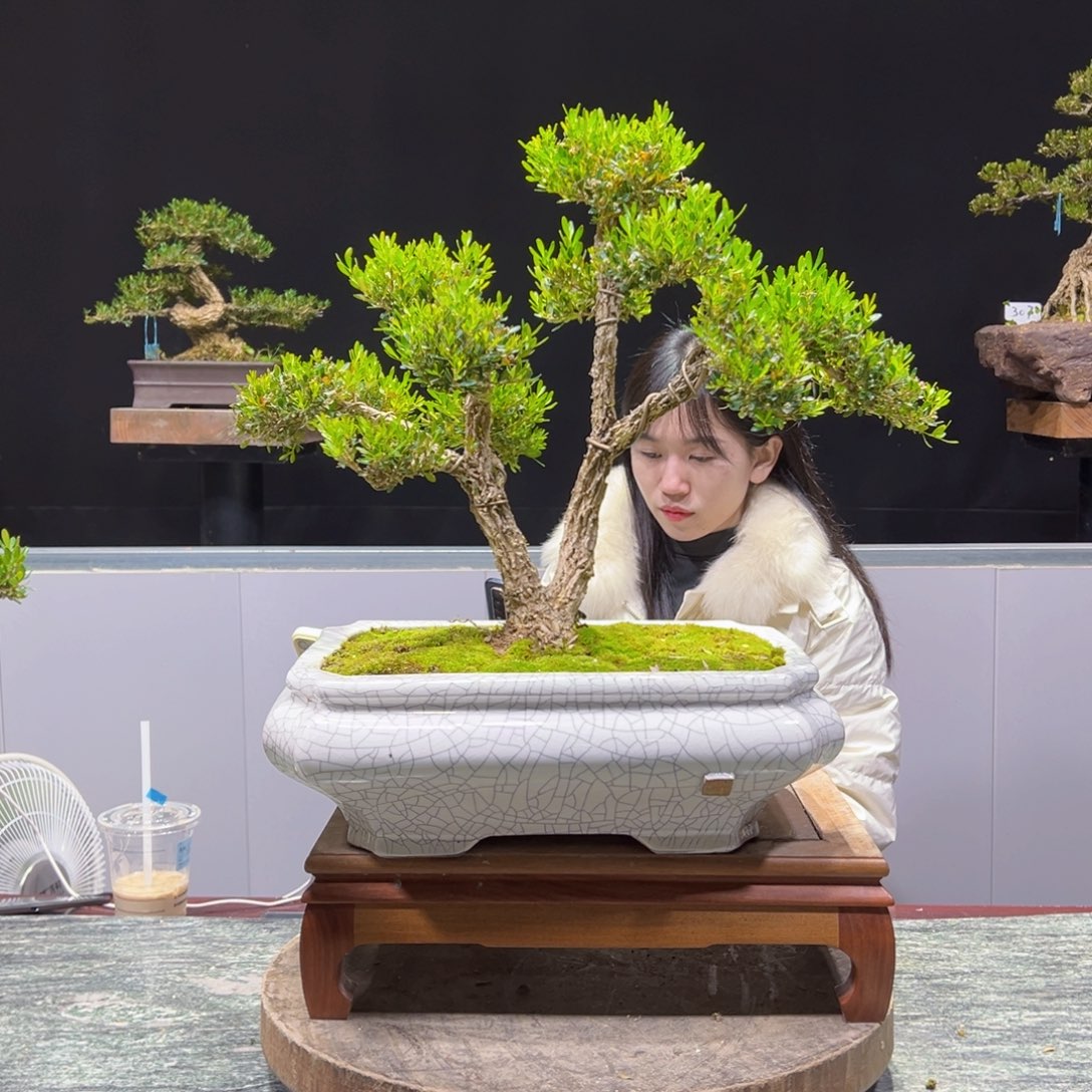 四季常青老桩黄杨盆景