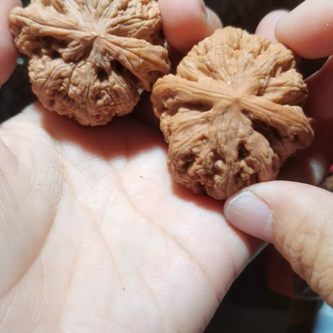 猴头核桃吊坠44粗筋