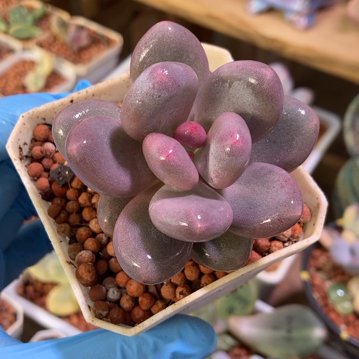 文乐奶酪锦基因多肉植物