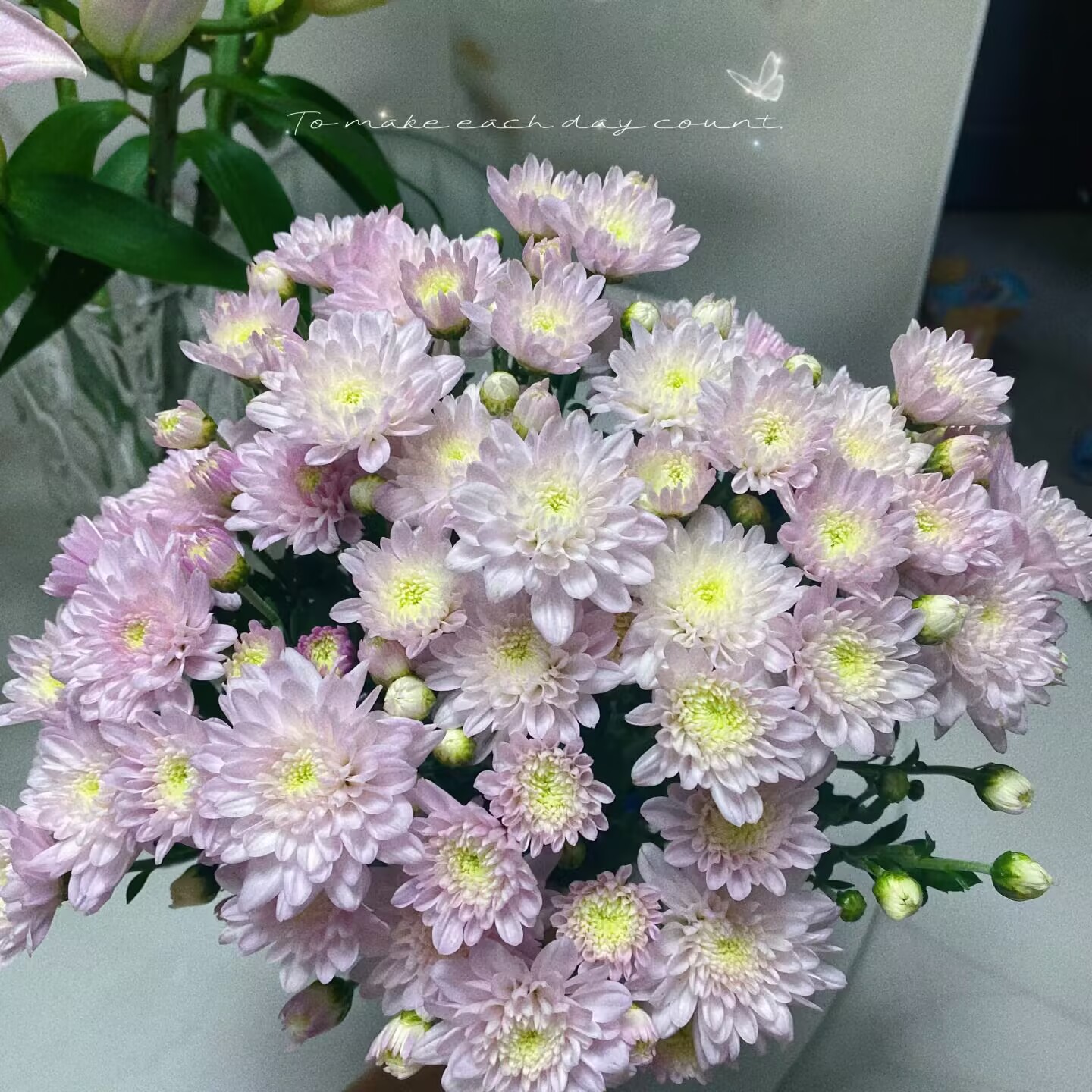 特价水蜜桃小雏菊！四季开花！新手易养!