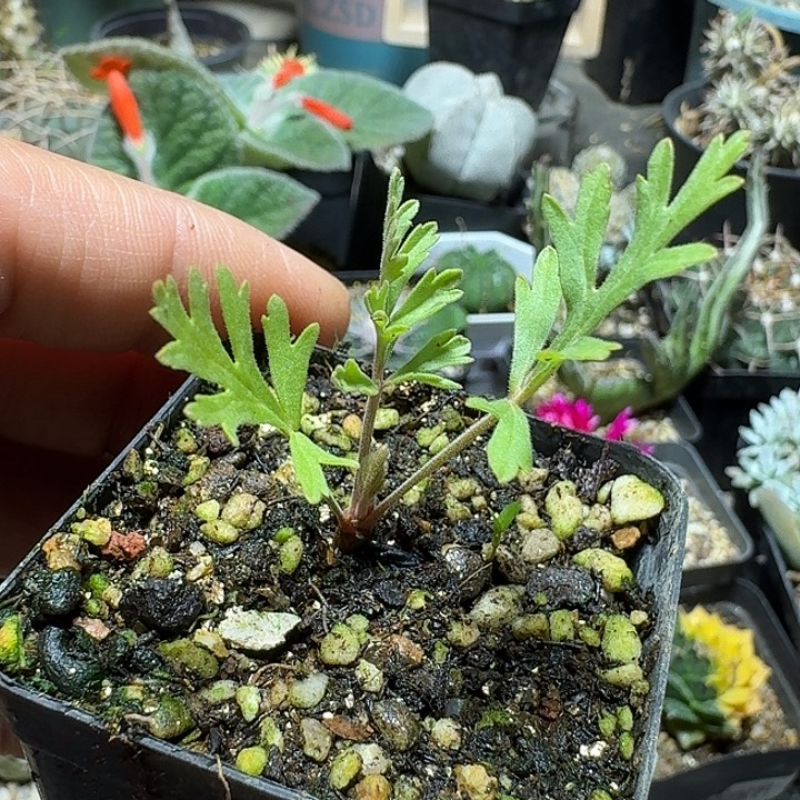 932香叶洋葵带盆发货一个随机