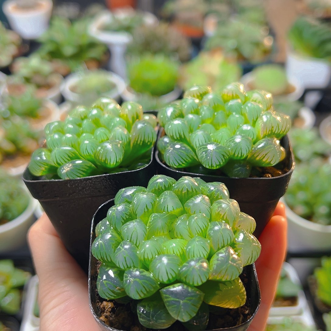 三盆糯肌玉露多肉多肉多肉