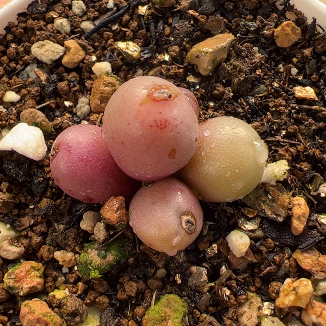 631多肉植物组合