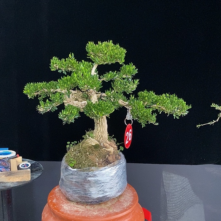 龙***哥无花朵室内室内黄杨盆景