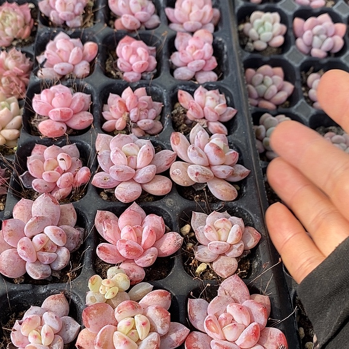 159 多肉植物盆栽花卉