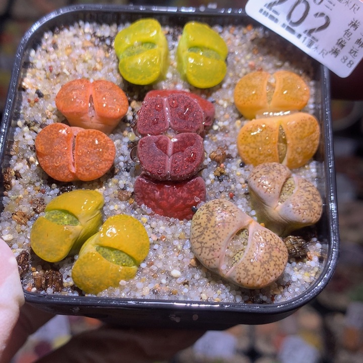 精品生石花310.202