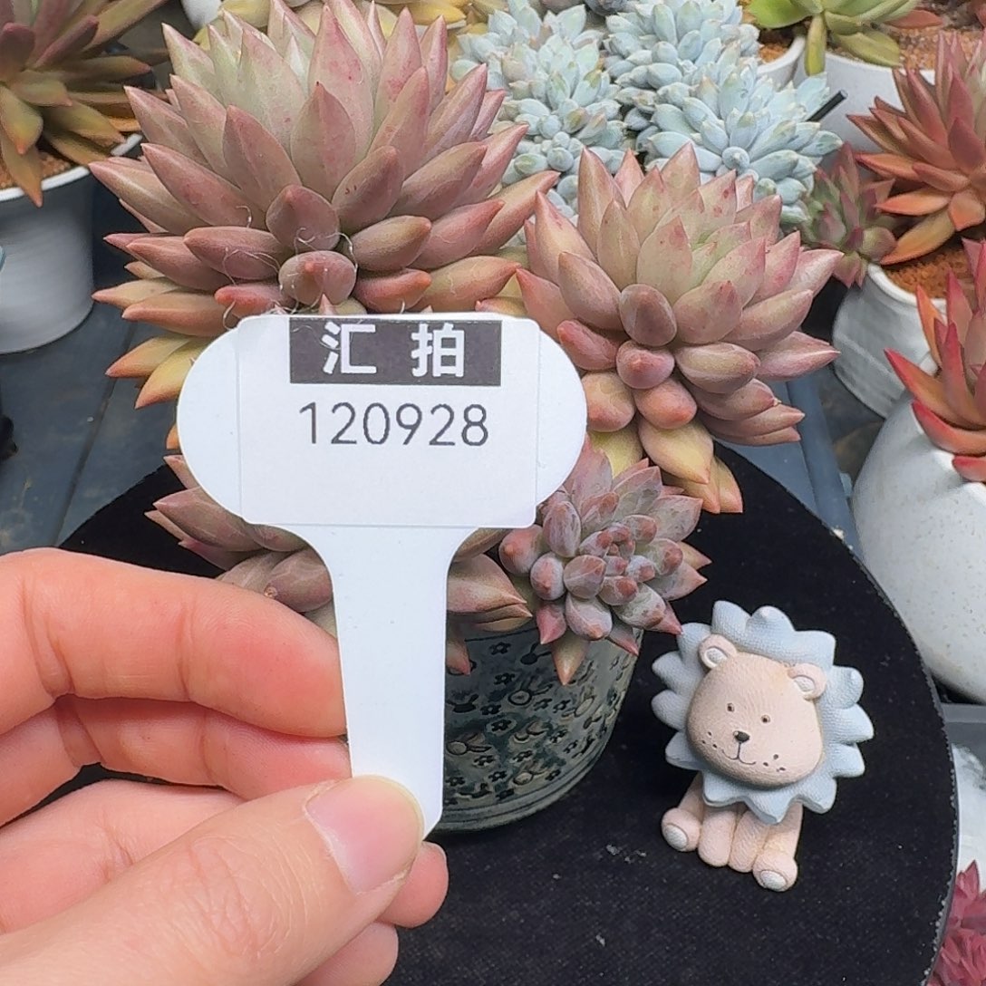 精品多肉植物120928