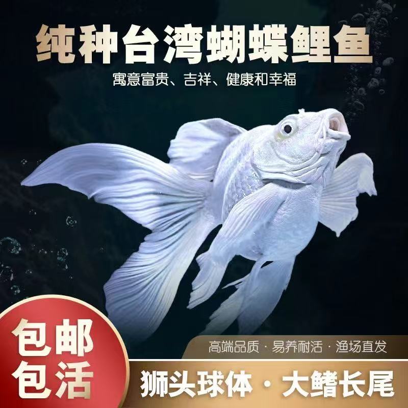 纯种蝴蝶鲤观赏鱼球体大鳍大尾冷水鱼好养耐活包活到家